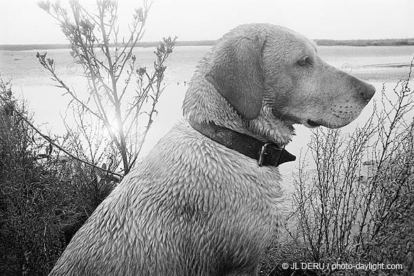 portrait de chien - dog's portrait